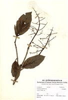 藏品(大枝掛繡球)的圖片